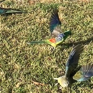 Psephotus haematonotus at Parkes, ACT - 25 Nov 2024