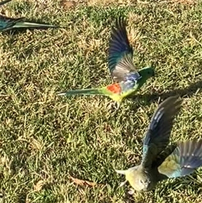 Psephotus haematonotus (Red-rumped Parrot) at Parkes, ACT - 25 Nov 2024 by Clarel