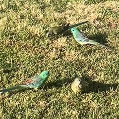 Psephotus haematonotus at Parkes, ACT - 25 Nov 2024