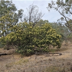 Acacia mearnsii (Black Wattle) at Weetangera, ACT - 24 Nov 2024 by sangio7