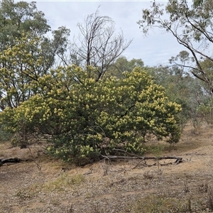 Acacia mearnsii at Weetangera, ACT - 25 Nov 2024