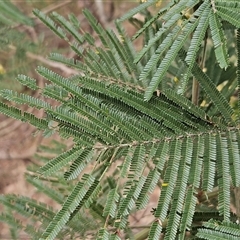 Acacia mearnsii at Weetangera, ACT - 25 Nov 2024