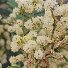 Acacia mearnsii at Weetangera, ACT - 25 Nov 2024