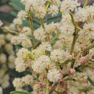 Acacia mearnsii at Weetangera, ACT - 25 Nov 2024