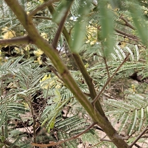 Acacia mearnsii at Weetangera, ACT - 25 Nov 2024