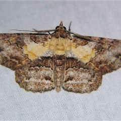 Cleora repetita (Ennominae) at Sheldon, QLD by PJH123