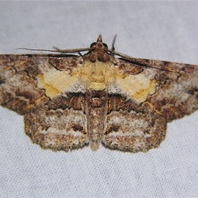 Cleora repetita (Ennominae) at Sheldon, QLD by PJH123