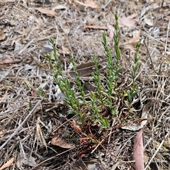 Hypericum gramineum (Small St Johns Wort) at Hawker, ACT - 24 Nov 2024 by sangio7