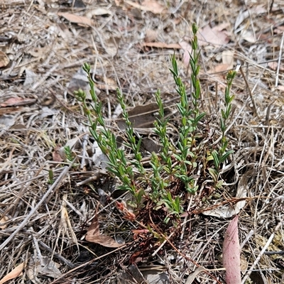 Hypericum gramineum (Small St Johns Wort) at Hawker, ACT - 24 Nov 2024 by sangio7