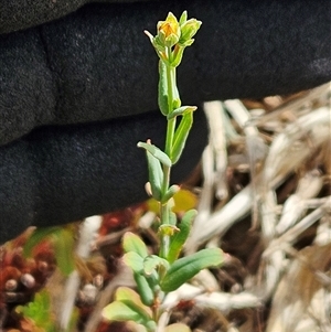 Hypericum gramineum at Hawker, ACT - 25 Nov 2024 10:25 AM