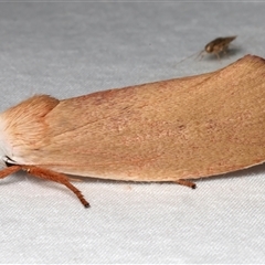 Cryptophasa rubescens (A Timber Moth) at Bulli, NSW - 24 Nov 2024 by jb2602