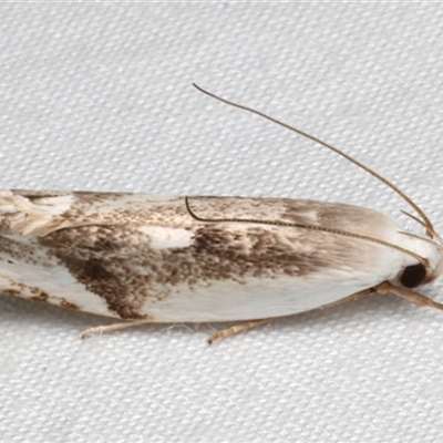 Plectophila discalis (Xyloryctidae) at Bulli, NSW - 24 Nov 2024 by jb2602