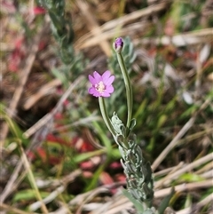 Epilobium billardiereanum subsp. cinereum (Hairy Willow Herb) at Hawker, ACT - 25 Nov 2024 by sangio7