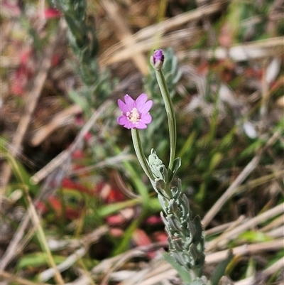 Epilobium billardiereanum subsp. cinereum (Hairy Willow Herb) at Hawker, ACT - 25 Nov 2024 by sangio7