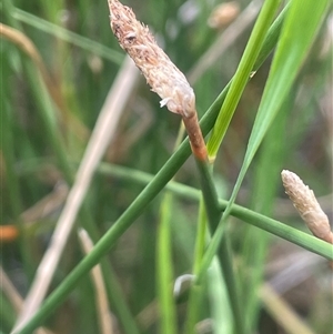 Eleocharis acuta at Binalong, NSW - 25 Nov 2024