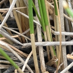 Eleocharis acuta at Binalong, NSW - 25 Nov 2024