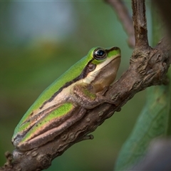 Unverified Frog at Farnborough, QLD - 24 Nov 2024 by trevsci