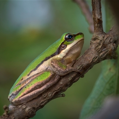 Unverified Frog at Farnborough, QLD - 24 Nov 2024 by trevsci
