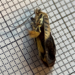 Hypertropha chlaenota at Braddon, ACT - 25 Nov 2024 06:10 PM