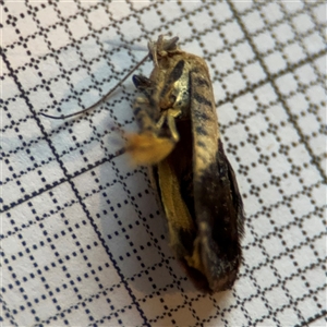 Hypertropha chlaenota at Braddon, ACT - 25 Nov 2024 06:10 PM