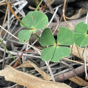 Marsilea drummondii at Binalong, NSW - 25 Nov 2024