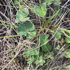 Marsilea drummondii at Binalong, NSW - 25 Nov 2024