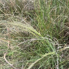 Lachnagrostis filiformis (Blown Grass) at Binalong, NSW - 25 Nov 2024 by JaneR