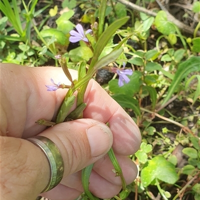 Lobelia anceps (Angled Lobelia) at Diggers Camp, NSW - 25 Nov 2024 by Topwood