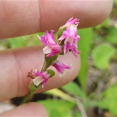 Spiranthes australis (Austral Ladies Tresses) at Diggers Camp, NSW - 25 Nov 2024 by Topwood