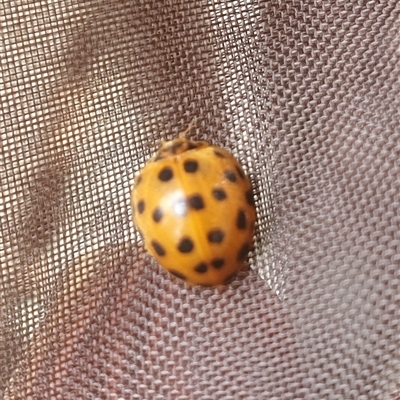 Epilachna vigintioctopunctata (28-spotted potato ladybird or Hadda beetle) at Tyndale, NSW - 23 Nov 2024 by Topwood