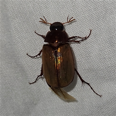 Sericesthis geminata (Pruinose scarab) at Braidwood, NSW - 25 Nov 2024 by MatthewFrawley