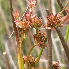 Juncus fockei (A Rush) at Binalong, NSW - 25 Nov 2024 by JaneR