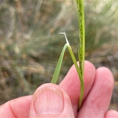 Amphibromus sp. (Swamp Wallaby Grass) at Binalong, NSW - 25 Nov 2024 by JaneR