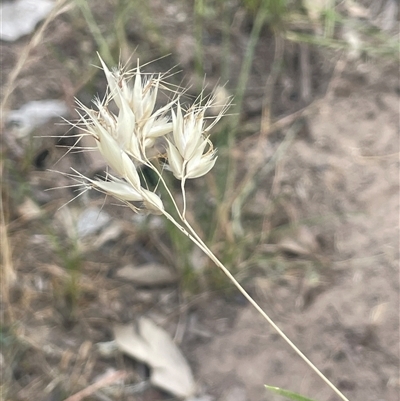 Rytidosperma sp. (Wallaby Grass) at Binalong, NSW - 25 Nov 2024 by JaneR