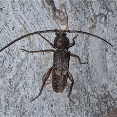 Phacodes obscurus (Longhorn Beetle) at Bungendore, NSW - 25 Nov 2024 by clarehoneydove