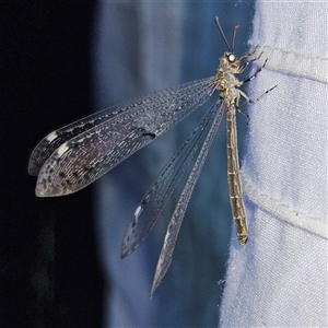 Bandidus canifrons (An Antlion Lacewing) at Braidwood, NSW by MatthewFrawley