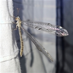 Bandidus canifrons at Braidwood, NSW - 25 Nov 2024 09:22 PM