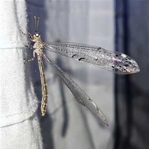 Bandidus canifrons at Braidwood, NSW - 25 Nov 2024 09:22 PM