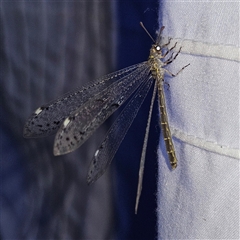 Bandidus canifrons at Braidwood, NSW - 25 Nov 2024 09:22 PM