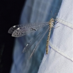Bandidus canifrons at Braidwood, NSW - 25 Nov 2024 09:22 PM