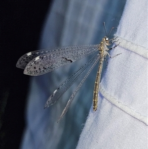 Bandidus canifrons at Braidwood, NSW - 25 Nov 2024 09:22 PM