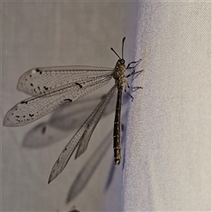 Bandidus canifrons at Braidwood, NSW - 25 Nov 2024 09:22 PM