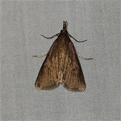 Calamotropha sp. ANIC2 (Crambinae) at Braidwood, NSW - 25 Nov 2024 by MatthewFrawley