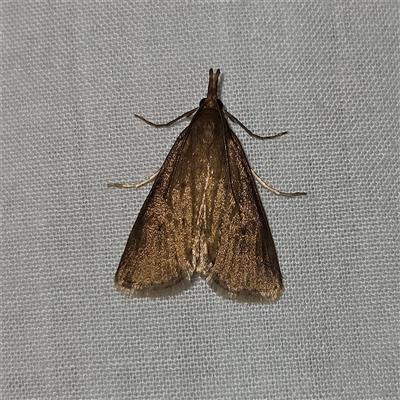 Calamotropha sp. ANIC2 (Crambinae) at Braidwood, NSW - 25 Nov 2024 by MatthewFrawley