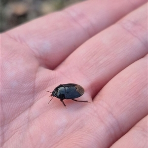 Cydnidae (family) at Bungendore, NSW - 25 Nov 2024