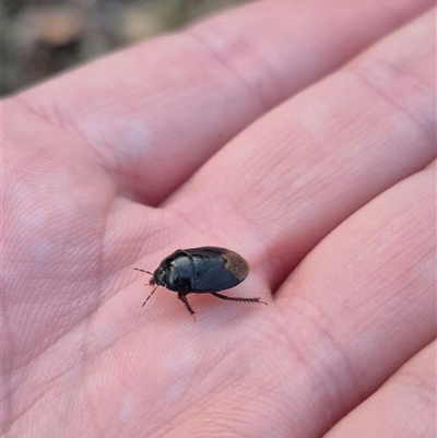 Cydnidae (family) (Burrower bug) at Bungendore, NSW - 25 Nov 2024 by clarehoneydove