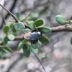 Cydnidae (family) at Bungendore, NSW - 25 Nov 2024