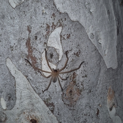 Delena cancerides (Social huntsman spider) at Bungendore, NSW - 25 Nov 2024 by clarehoneydove