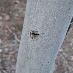 Unidentified Cricket (Orthoptera, several families) at Bungendore, NSW - 25 Nov 2024 by clarehoneydove