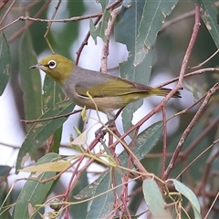 Zosterops lateralis (Silvereye) at Killara, VIC - 24 Nov 2024 by KylieWaldon